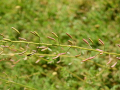 Descurainia erodiifolia