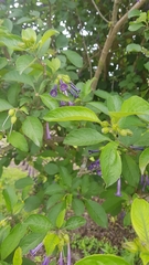 Iochroma