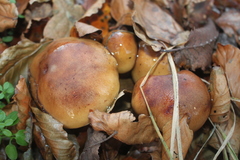 Tricholoma ustale