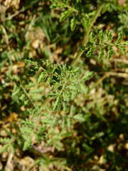 Descurainia erodiifolia