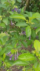 Iochroma