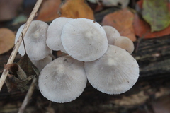 Mycena arcangeliana