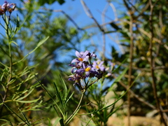 Solanum angustifidum