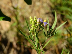 Solanum angustifidum