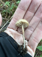 Pseudolaccaria pachyphylla