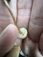 Pseudolaccaria pachyphylla