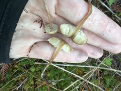 Pseudolaccaria pachyphylla