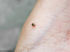 Scymnobius galapagoensis