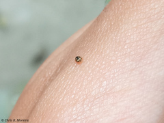 Scymnobius galapagoensis