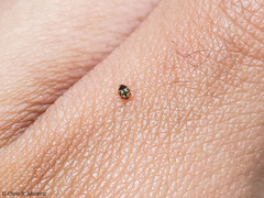 Scymnobius galapagoensis