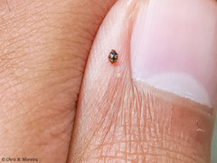 Scymnobius galapagoensis