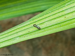 Diaphorina