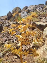 Smyrniopsis