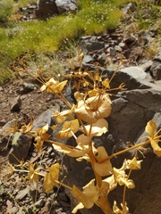 Smyrniopsis