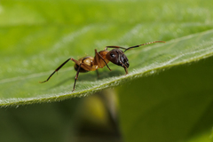 Camponotus coloratus