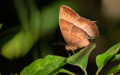 Taygetis rufomarginata