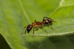 Camponotus coloratus