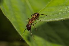 Camponotus coloratus