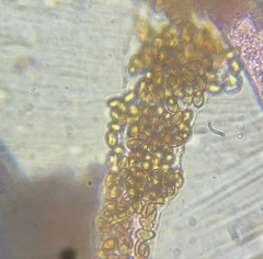 Eryniopsis caroliniana