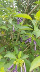 Iochroma