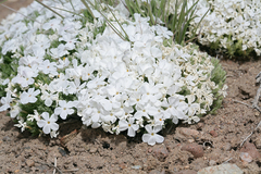 Phlox hoodii canescens