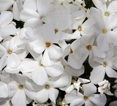 Phlox hoodii canescens