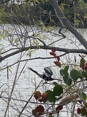 Anhinga anhinga