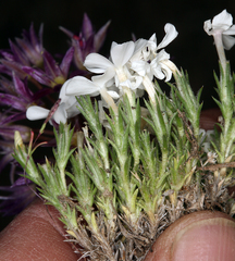 Phlox hoodii canescens