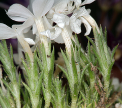 Phlox hoodii canescens