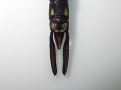 Rhionaeschna psilus