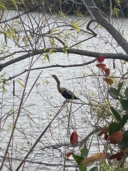 Anhinga anhinga