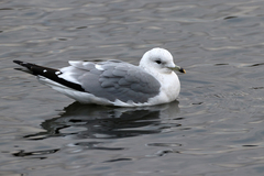 Larus canus