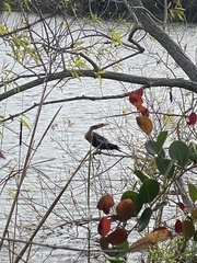Anhinga anhinga