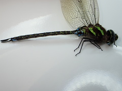 Rhionaeschna psilus