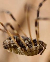 Leptobunus parvulus