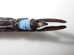 Rhionaeschna psilus