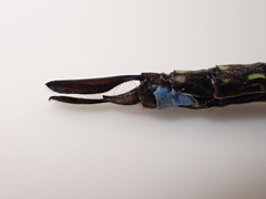 Rhionaeschna psilus