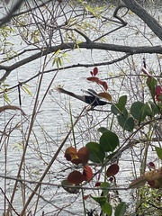 Anhinga anhinga