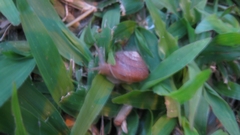 Quantula striata