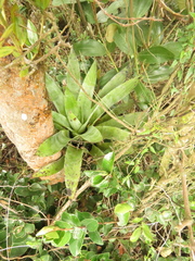 Tillandsia clavigera