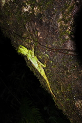 Gonocephalus kuhlii