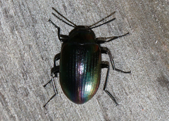Chalcopteroides cyanopterus