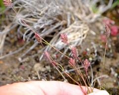 Tribolium brachystachyum