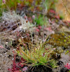 Tribolium brachystachyum