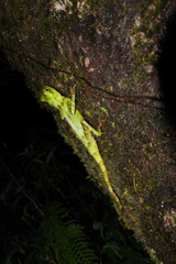 Gonocephalus kuhlii