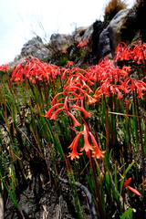 Cyrtanthus angustifolius