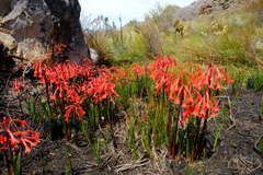 Cyrtanthus angustifolius