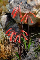 Cyrtanthus angustifolius
