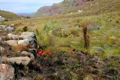 Cyrtanthus angustifolius