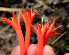 Cyrtanthus angustifolius